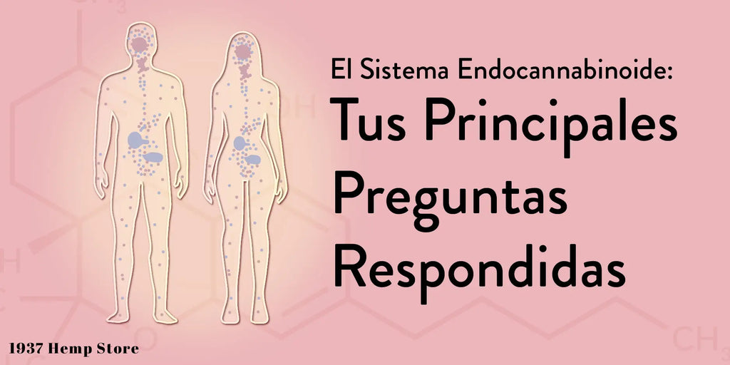 El Sistema Endocannabinoide: Tus Principales Preguntas Respondidas