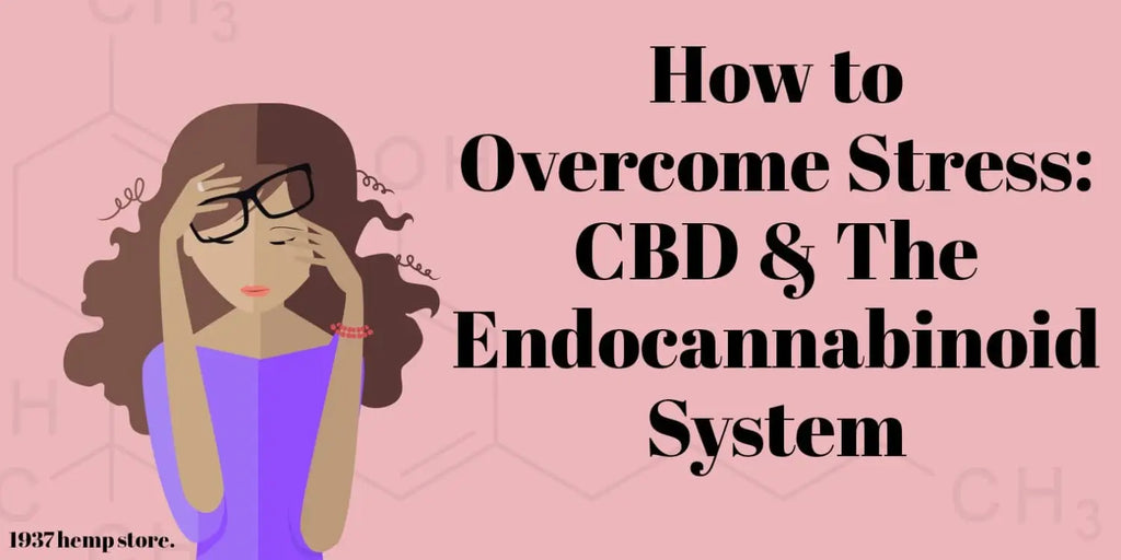 How to Overcome Stress: CBD & The Endocannabinoid System