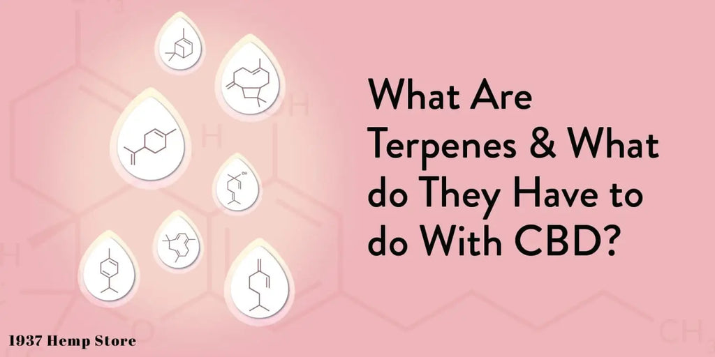 What Are Terpenes and What do They Have to do With CBD?